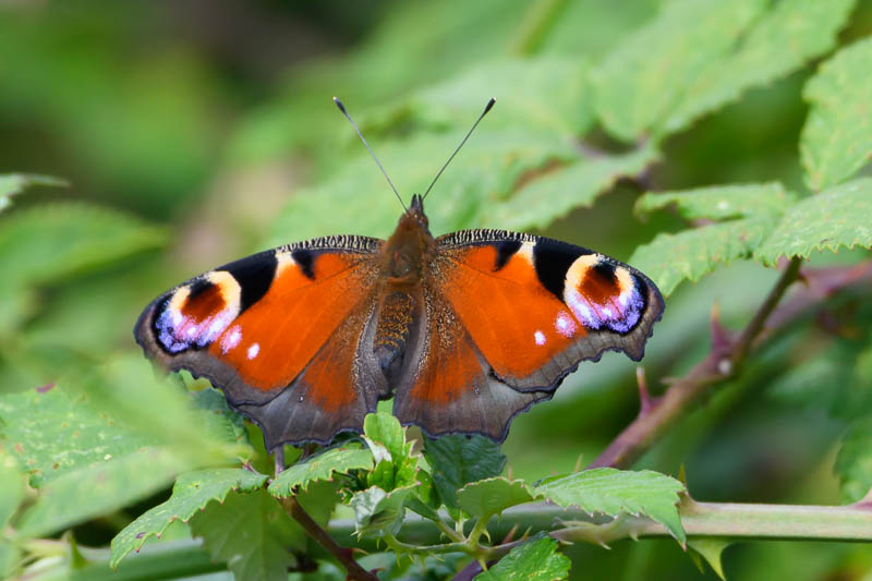 Peacock